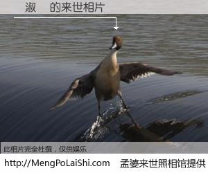 #孟婆来世照相馆# 【黃淑貞 来世的未来相片】一碗梦婆汤，忘却了今生爱与痛，了无牵挂进入轮回。再相遇，已是天涯陌路人。可否借我一双慧眼，看清今生与来世？孟婆来世照相馆，触摸你的未来。黃淑貞 来世的未来相片，有图有真相：