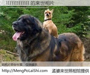 #孟婆来世照相馆# 【1111111111111 来世的未来相片】一碗梦婆汤，忘却了今生爱与痛，了无牵挂进入轮回。再相遇，已是天涯陌路人。可否借我一双慧眼，看清今生与来世？孟婆来世照相馆，触摸你的未来。1111111111111 来世的未来相片，有图有真相：