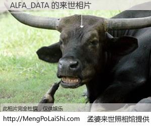 #孟婆来世照相馆# 【ALFA_DATA 来世的未来相片】一碗梦婆汤，忘却了今生爱与痛，了无牵挂进入轮回。再相遇，已是天涯陌路人。可否借我一双慧眼，看清今生与来世？孟婆来世照相馆，触摸你的未来。ALFA_DATA 来世的未来相片，有图有真相：
