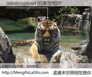 #孟婆来世照相馆# 【admin/upload 来世的未来相片】一碗梦婆汤，忘却了今生爱与痛，了无牵挂进入轮回。再相遇，已是天涯陌路人。可否借我一双慧眼，看清今生与来世？孟婆来世照相馆，触摸你的未来。admin/upload 来世的未来相片，有图有真相：