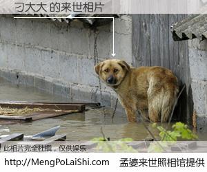 #孟婆来世照相馆# 【刁大大 来世的未来相片】一碗梦婆汤，忘却了今生爱与痛，了无牵挂进入轮回。再相遇，已是天涯陌路人。可否借我一双慧眼，看清今生与来世？孟婆来世照相馆，触摸你的未来。刁大大 来世的未来相片，有图有真相：