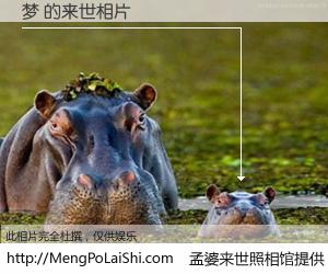 #孟婆来世照相馆# 【梦 来世的未来相片】一碗梦婆汤，忘却了今生爱与痛，了无牵挂进入轮回。再相遇，已是天涯陌路人。可否借我一双慧眼，看清今生与来世？孟婆来世照相馆，触摸你的未来。梦 来世的未来相片，有图有真相：