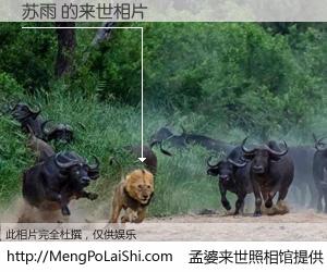 #孟婆来世照相馆# 【苏雨 来世的未来相片】一碗梦婆汤，忘却了今生爱与痛，了无牵挂进入轮回。再相遇，已是天涯陌路人。可否借我一双慧眼，看清今生与来世？孟婆来世照相馆，触摸你的未来。苏雨 来世的未来相片，有图有真相：