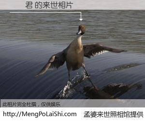 #孟婆来世照相馆# 【鄧麗君 来世的未来相片】一碗梦婆汤，忘却了今生爱与痛，了无牵挂进入轮回。再相遇，已是天涯陌路人。可否借我一双慧眼，看清今生与来世？孟婆来世照相馆，触摸你的未来。鄧麗君 来世的未来相片，有图有真相：