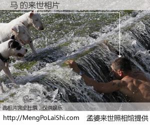 #孟婆来世照相馆# 【马 来世的未来相片】一碗梦婆汤，忘却了今生爱与痛，了无牵挂进入轮回。再相遇，已是天涯陌路人。可否借我一双慧眼，看清今生与来世？孟婆来世照相馆，触摸你的未来。马 来世的未来相片，有图有真相：