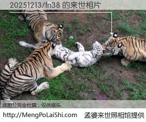 #孟婆来世照相馆# 【20251213/fn38 来世的未来相片】一碗梦婆汤，忘却了今生爱与痛，了无牵挂进入轮回。再相遇，已是天涯陌路人。可否借我一双慧眼，看清今生与来世？孟婆来世照相馆，触摸你的未来。20251213/fn38 来世的未来相片，有图有真相：