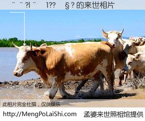 #孟婆来世照相馆# 【��?|��1??��? 来世的未来相片】一碗梦婆汤，忘却了今生爱与痛，了无牵挂进入轮回。再相遇，已是天涯陌路人。可否借我一双慧眼，看清今生与来世？孟婆来世照相馆，触摸你的未来。��?|��1??��? 来世的未来相片，有图有真相：