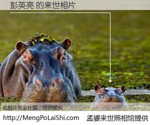 #孟婆来世照相馆# 【彭英亮 来世的未来相片】一碗梦婆汤，忘却了今生爱与痛，了无牵挂进入轮回。再相遇，已是天涯陌路人。可否借我一双慧眼，看清今生与来世？孟婆来世照相馆，触摸你的未来。彭英亮 来世的未来相片，有图有真相：