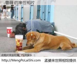 #孟婆来世照相馆# 【曹薇 来世的未来相片】一碗梦婆汤，忘却了今生爱与痛，了无牵挂进入轮回。再相遇，已是天涯陌路人。可否借我一双慧眼，看清今生与来世？孟婆来世照相馆，触摸你的未来。曹薇 来世的未来相片，有图有真相：