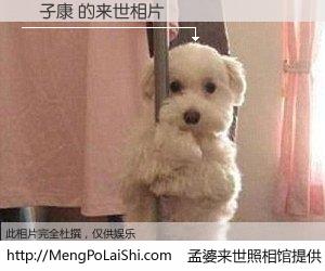 #孟婆来世照相馆# 【趙子康 来世的未来相片】一碗梦婆汤，忘却了今生爱与痛，了无牵挂进入轮回。再相遇，已是天涯陌路人。可否借我一双慧眼，看清今生与来世？孟婆来世照相馆，触摸你的未来。趙子康 来世的未来相片，有图有真相：