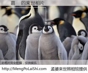 #孟婆来世照相馆# 【葉嘉峯 来世的未来相片】一碗梦婆汤，忘却了今生爱与痛，了无牵挂进入轮回。再相遇，已是天涯陌路人。可否借我一双慧眼，看清今生与来世？孟婆来世照相馆，触摸你的未来。葉嘉峯 来世的未来相片，有图有真相：