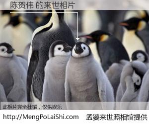 #孟婆来世照相馆# 【陈贺伟 来世的未来相片】一碗梦婆汤，忘却了今生爱与痛，了无牵挂进入轮回。再相遇，已是天涯陌路人。可否借我一双慧眼，看清今生与来世？孟婆来世照相馆，触摸你的未来。陈贺伟 来世的未来相片，有图有真相：