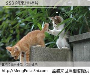 #孟婆来世照相馆# 【258 来世的未来相片】一碗梦婆汤，忘却了今生爱与痛，了无牵挂进入轮回。再相遇，已是天涯陌路人。可否借我一双慧眼，看清今生与来世？孟婆来世照相馆，触摸你的未来。258 来世的未来相片，有图有真相：