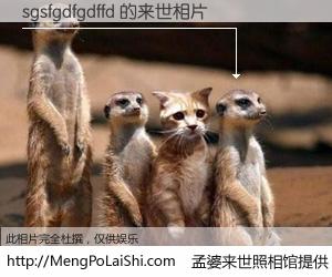 #孟婆来世照相馆# 【sgsfgdfgdffd 来世的未来相片】一碗梦婆汤，忘却了今生爱与痛，了无牵挂进入轮回。再相遇，已是天涯陌路人。可否借我一双慧眼，看清今生与来世？孟婆来世照相馆，触摸你的未来。sgsfgdfgdffd 来世的未来相片，有图有真相：