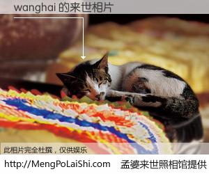 #孟婆来世照相馆# 【wanghai 来世的未来相片】一碗梦婆汤，忘却了今生爱与痛，了无牵挂进入轮回。再相遇，已是天涯陌路人。可否借我一双慧眼，看清今生与来世？孟婆来世照相馆，触摸你的未来。wanghai 来世的未来相片，有图有真相：