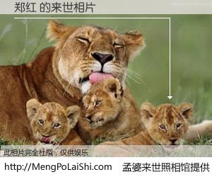 #孟婆来世照相馆# 【郑红 来世的未来相片】一碗梦婆汤，忘却了今生爱与痛，了无牵挂进入轮回。再相遇，已是天涯陌路人。可否借我一双慧眼，看清今生与来世？孟婆来世照相馆，触摸你的未来。郑红 来世的未来相片，有图有真相：