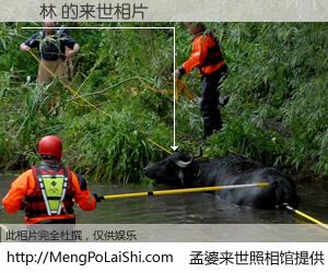 #孟婆来世照相馆# 【楊林 来世的未来相片】一碗梦婆汤，忘却了今生爱与痛，了无牵挂进入轮回。再相遇，已是天涯陌路人。可否借我一双慧眼，看清今生与来世？孟婆来世照相馆，触摸你的未来。楊林 来世的未来相片，有图有真相：