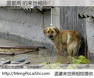 #孟婆来世照相馆# 【温星雨 来世的未来相片】一碗梦婆汤，忘却了今生爱与痛，了无牵挂进入轮回。再相遇，已是天涯陌路人。可否借我一双慧眼，看清今生与来世？孟婆来世照相馆，触摸你的未来。温星雨 来世的未来相片，有图有真相：