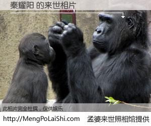 #孟婆来世照相馆# 【秦耀阳 来世的未来相片】一碗梦婆汤，忘却了今生爱与痛，了无牵挂进入轮回。再相遇，已是天涯陌路人。可否借我一双慧眼，看清今生与来世？孟婆来世照相馆，触摸你的未来。秦耀阳 来世的未来相片，有图有真相：