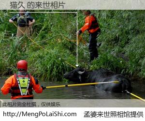 #孟婆来世照相馆# 【猫久 来世的未来相片】一碗梦婆汤，忘却了今生爱与痛，了无牵挂进入轮回。再相遇，已是天涯陌路人。可否借我一双慧眼，看清今生与来世？孟婆来世照相馆，触摸你的未来。猫久 来世的未来相片，有图有真相：