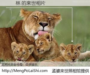 #孟婆来世照相馆# 【謝東林 来世的未来相片】一碗梦婆汤，忘却了今生爱与痛，了无牵挂进入轮回。再相遇，已是天涯陌路人。可否借我一双慧眼，看清今生与来世？孟婆来世照相馆，触摸你的未来。謝東林 来世的未来相片，有图有真相：