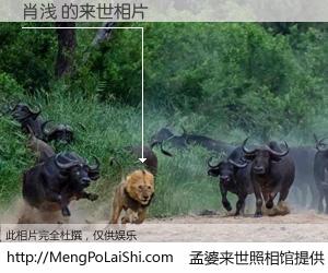 #孟婆来世照相馆# 【肖浅 来世的未来相片】一碗梦婆汤，忘却了今生爱与痛，了无牵挂进入轮回。再相遇，已是天涯陌路人。可否借我一双慧眼，看清今生与来世？孟婆来世照相馆，触摸你的未来。肖浅 来世的未来相片，有图有真相：