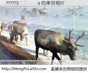 #孟婆来世照相馆# 【?????3����a 来世的未来相片】一碗梦婆汤，忘却了今生爱与痛，了无牵挂进入轮回。再相遇，已是天涯陌路人。可否借我一双慧眼，看清今生与来世？孟婆来世照相馆，触摸你的未来。?????3����a 来世的未来相片，有图有真相：