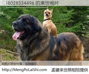 #孟婆来世照相馆# 【18028334496 来世的未来相片】一碗梦婆汤，忘却了今生爱与痛，了无牵挂进入轮回。再相遇，已是天涯陌路人。可否借我一双慧眼，看清今生与来世？孟婆来世照相馆，触摸你的未来。18028334496 来世的未来相片，有图有真相：