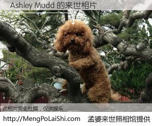 #孟婆来世照相馆# 【Ashley Mudd 来世的未来相片】一碗梦婆汤，忘却了今生爱与痛，了无牵挂进入轮回。再相遇，已是天涯陌路人。可否借我一双慧眼，看清今生与来世？孟婆来世照相馆，触摸你的未来。Ashley Mudd 来世的未来相片，有图有真相：