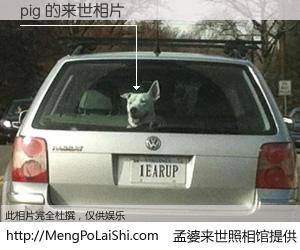 #孟婆来世照相馆# 【pig 来世的未来相片】一碗梦婆汤，忘却了今生爱与痛，了无牵挂进入轮回。再相遇，已是天涯陌路人。可否借我一双慧眼，看清今生与来世？孟婆来世照相馆，触摸你的未来。pig 来世的未来相片，有图有真相：