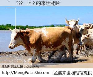 #孟婆来世照相馆# 【��???��? 来世的未来相片】一碗梦婆汤，忘却了今生爱与痛，了无牵挂进入轮回。再相遇，已是天涯陌路人。可否借我一双慧眼，看清今生与来世？孟婆来世照相馆，触摸你的未来。��???��? 来世的未来相片，有图有真相：