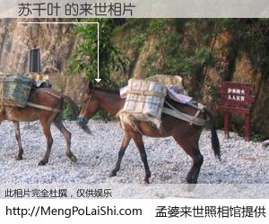#孟婆来世照相馆# 【苏千叶 来世的未来相片】一碗梦婆汤，忘却了今生爱与痛，了无牵挂进入轮回。再相遇，已是天涯陌路人。可否借我一双慧眼，看清今生与来世？孟婆来世照相馆，触摸你的未来。苏千叶 来世的未来相片，有图有真相：