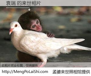 #孟婆来世照相馆# 【袁瑞 来世的未来相片】一碗梦婆汤，忘却了今生爱与痛，了无牵挂进入轮回。再相遇，已是天涯陌路人。可否借我一双慧眼，看清今生与来世？孟婆来世照相馆，触摸你的未来。袁瑞 来世的未来相片，有图有真相：