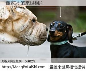 #孟婆来世照相馆# 【谢家兴 来世的未来相片】一碗梦婆汤，忘却了今生爱与痛，了无牵挂进入轮回。再相遇，已是天涯陌路人。可否借我一双慧眼，看清今生与来世？孟婆来世照相馆，触摸你的未来。谢家兴 来世的未来相片，有图有真相：