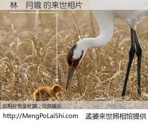 #孟婆来世照相馆# 【林鄭月娥 来世的未来相片】一碗梦婆汤，忘却了今生爱与痛，了无牵挂进入轮回。再相遇，已是天涯陌路人。可否借我一双慧眼，看清今生与来世？孟婆来世照相馆，触摸你的未来。林鄭月娥 来世的未来相片，有图有真相：