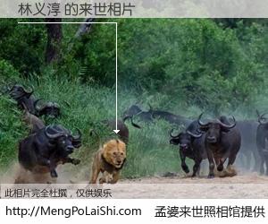 #孟婆来世照相馆# 【林义淳 来世的未来相片】一碗梦婆汤，忘却了今生爱与痛，了无牵挂进入轮回。再相遇，已是天涯陌路人。可否借我一双慧眼，看清今生与来世？孟婆来世照相馆，触摸你的未来。林义淳 来世的未来相片，有图有真相：