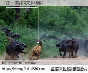 #孟婆来世照相馆# 【汪一鸣 来世的未来相片】一碗梦婆汤，忘却了今生爱与痛，了无牵挂进入轮回。再相遇，已是天涯陌路人。可否借我一双慧眼，看清今生与来世？孟婆来世照相馆，触摸你的未来。汪一鸣 来世的未来相片，有图有真相：
