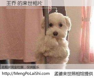 #孟婆来世照相馆# 【王乔 来世的未来相片】一碗梦婆汤，忘却了今生爱与痛，了无牵挂进入轮回。再相遇，已是天涯陌路人。可否借我一双慧眼，看清今生与来世？孟婆来世照相馆，触摸你的未来。王乔 来世的未来相片，有图有真相：