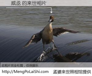 #孟婆来世照相馆# 【盧威丞 来世的未来相片】一碗梦婆汤，忘却了今生爱与痛，了无牵挂进入轮回。再相遇，已是天涯陌路人。可否借我一双慧眼，看清今生与来世？孟婆来世照相馆，触摸你的未来。盧威丞 来世的未来相片，有图有真相：