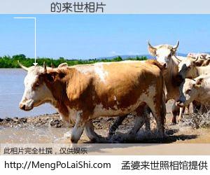 #孟婆来世照相馆# 【羅鳴釗 来世的未来相片】一碗梦婆汤，忘却了今生爱与痛，了无牵挂进入轮回。再相遇，已是天涯陌路人。可否借我一双慧眼，看清今生与来世？孟婆来世照相馆，触摸你的未来。羅鳴釗 来世的未来相片，有图有真相：