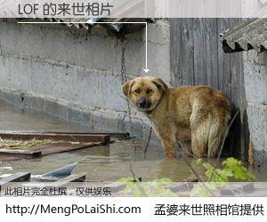 #孟婆来世照相馆# 【LOF 来世的未来相片】一碗梦婆汤，忘却了今生爱与痛，了无牵挂进入轮回。再相遇，已是天涯陌路人。可否借我一双慧眼，看清今生与来世？孟婆来世照相馆，触摸你的未来。LOF 来世的未来相片，有图有真相：