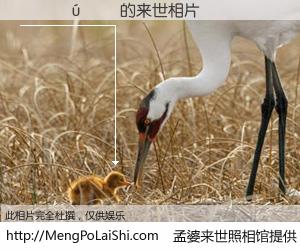 #孟婆来世照相馆# 【����� 来世的未来相片】一碗梦婆汤，忘却了今生爱与痛，了无牵挂进入轮回。再相遇，已是天涯陌路人。可否借我一双慧眼，看清今生与来世？孟婆来世照相馆，触摸你的未来。����� 来世的未来相片，有图有真相：