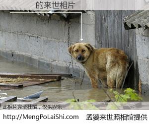 #孟婆来世照相馆# 【��˧ 来世的未来相片】一碗梦婆汤，忘却了今生爱与痛，了无牵挂进入轮回。再相遇，已是天涯陌路人。可否借我一双慧眼，看清今生与来世？孟婆来世照相馆，触摸你的未来。��˧ 来世的未来相片，有图有真相：