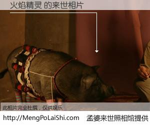 #孟婆来世照相馆# 【火焰精灵 来世的未来相片】一碗梦婆汤，忘却了今生爱与痛，了无牵挂进入轮回。再相遇，已是天涯陌路人。可否借我一双慧眼，看清今生与来世？孟婆来世照相馆，触摸你的未来。火焰精灵 来世的未来相片，有图有真相：