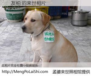 #孟婆来世照相馆# 【蔣友柏 来世的未来相片】一碗梦婆汤，忘却了今生爱与痛，了无牵挂进入轮回。再相遇，已是天涯陌路人。可否借我一双慧眼，看清今生与来世？孟婆来世照相馆，触摸你的未来。蔣友柏 来世的未来相片，有图有真相：