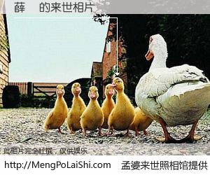 #孟婆来世照相馆# 【薛璠 来世的未来相片】一碗梦婆汤，忘却了今生爱与痛，了无牵挂进入轮回。再相遇，已是天涯陌路人。可否借我一双慧眼，看清今生与来世？孟婆来世照相馆，触摸你的未来。薛璠 来世的未来相片，有图有真相：
