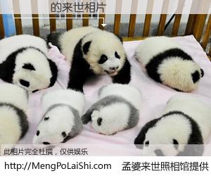 #孟婆来世照相馆# 【陳凱倫 来世的未来相片】一碗梦婆汤，忘却了今生爱与痛，了无牵挂进入轮回。再相遇，已是天涯陌路人。可否借我一双慧眼，看清今生与来世？孟婆来世照相馆，触摸你的未来。陳凱倫 来世的未来相片，有图有真相：