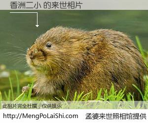 #孟婆来世照相馆# 【香洲二小 来世的未来相片】一碗梦婆汤，忘却了今生爱与痛，了无牵挂进入轮回。再相遇，已是天涯陌路人。可否借我一双慧眼，看清今生与来世？孟婆来世照相馆，触摸你的未来。香洲二小 来世的未来相片，有图有真相：