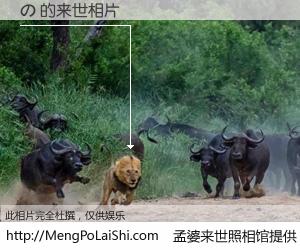 #孟婆来世照相馆# 【の 来世的未来相片】一碗梦婆汤，忘却了今生爱与痛，了无牵挂进入轮回。再相遇，已是天涯陌路人。可否借我一双慧眼，看清今生与来世？孟婆来世照相馆，触摸你的未来。の 来世的未来相片，有图有真相：