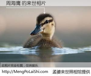 #孟婆来世照相馆# 【周海鹰 来世的未来相片】一碗梦婆汤，忘却了今生爱与痛，了无牵挂进入轮回。再相遇，已是天涯陌路人。可否借我一双慧眼，看清今生与来世？孟婆来世照相馆，触摸你的未来。周海鹰 来世的未来相片，有图有真相：